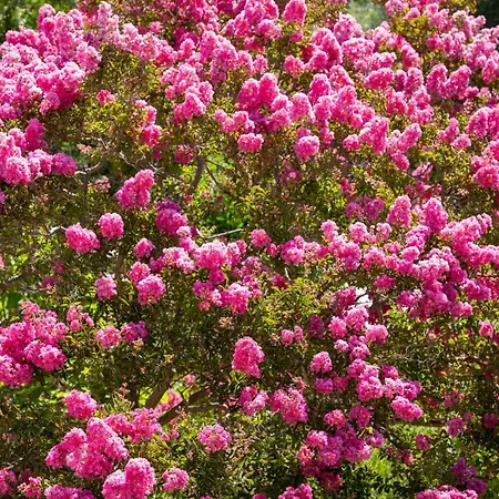 Skales Almiros Beach